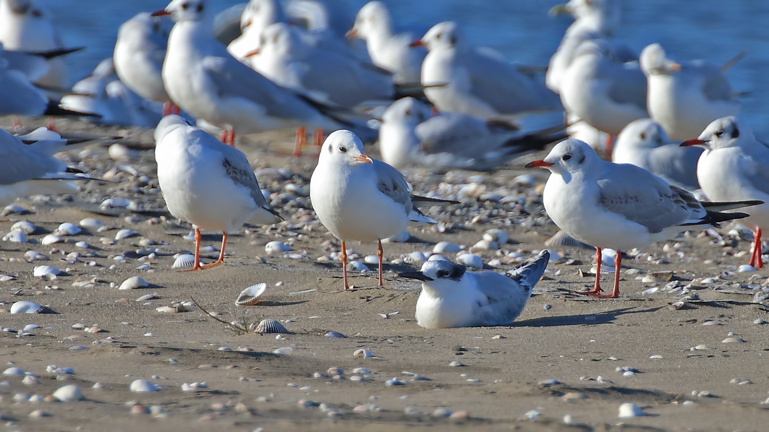 Sandwich Tern